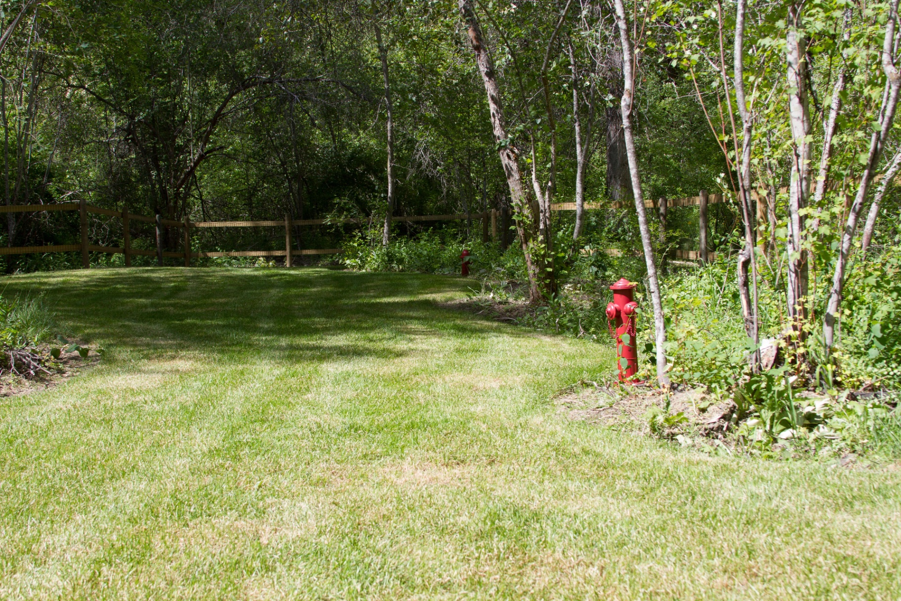 Grassy fenced dog park with red fire hydrant markers among the trees