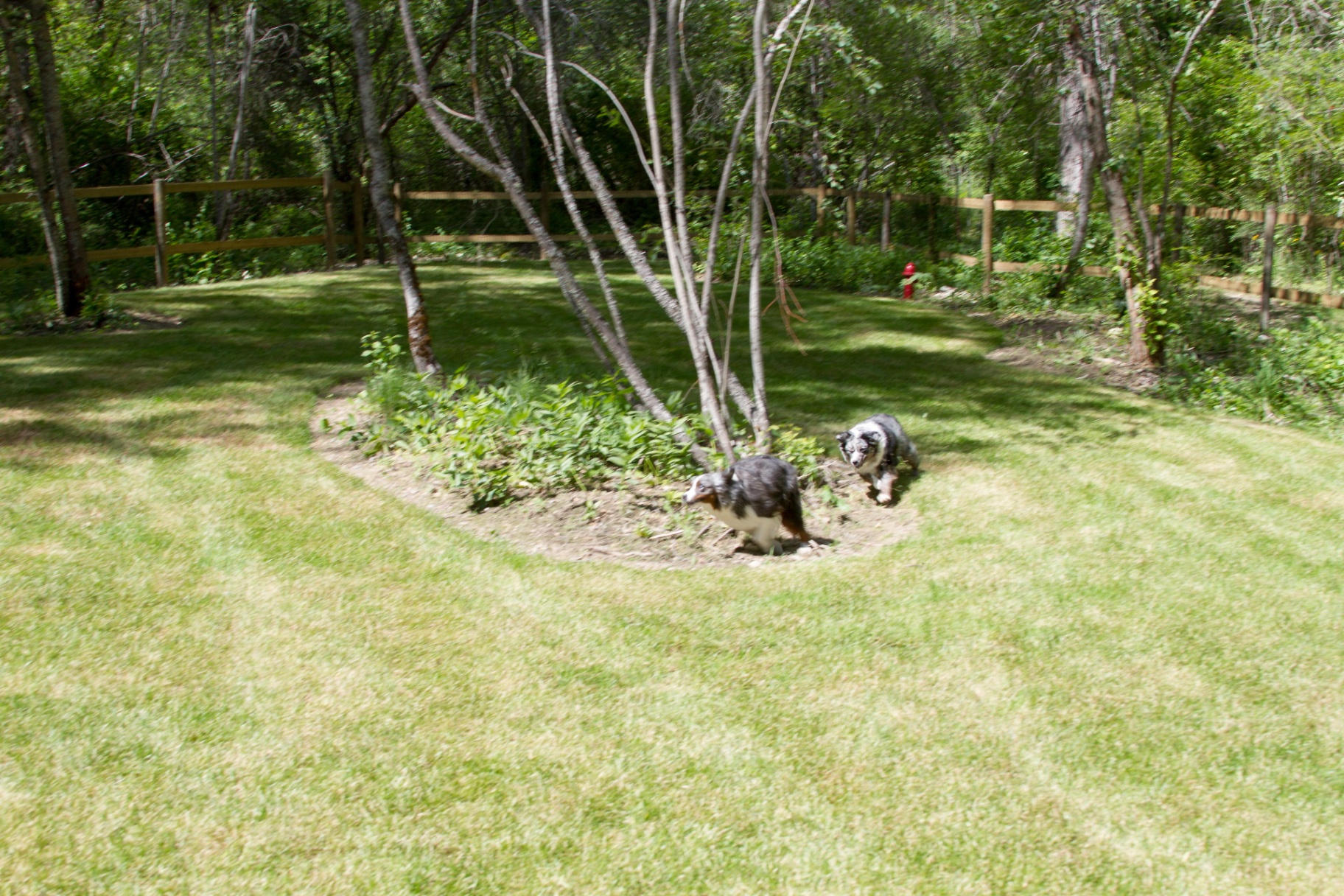 Two Australian Shepherds running through the grassy, wooded dog park