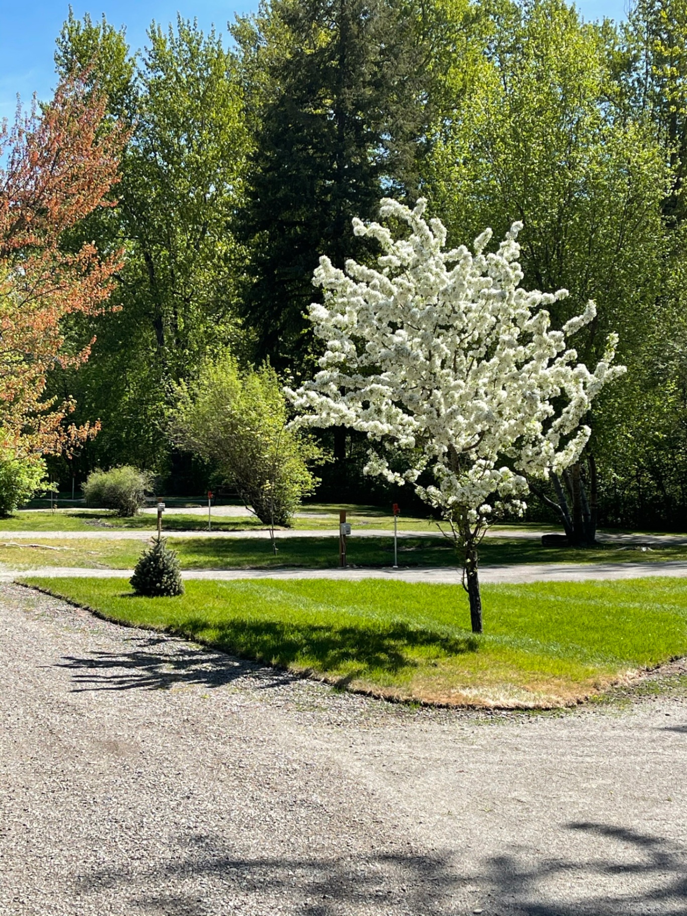 Flowering white blossom tree in full bloom on a manicured lawn at the campground in spring