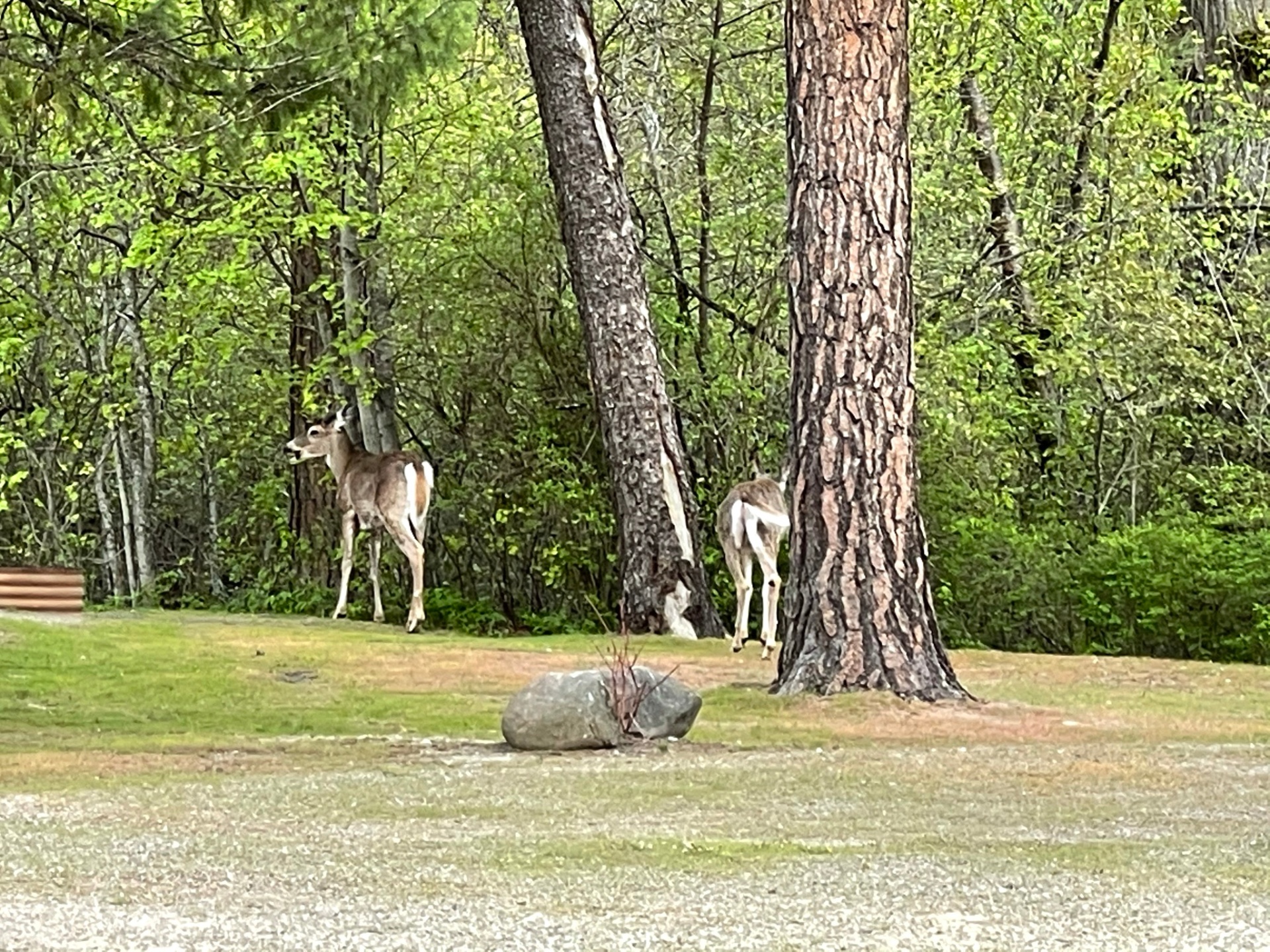 Two deer grazing among the trees at the edge of the campground