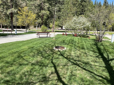 Grassy campsite with picnic table and fire ring under tall pines