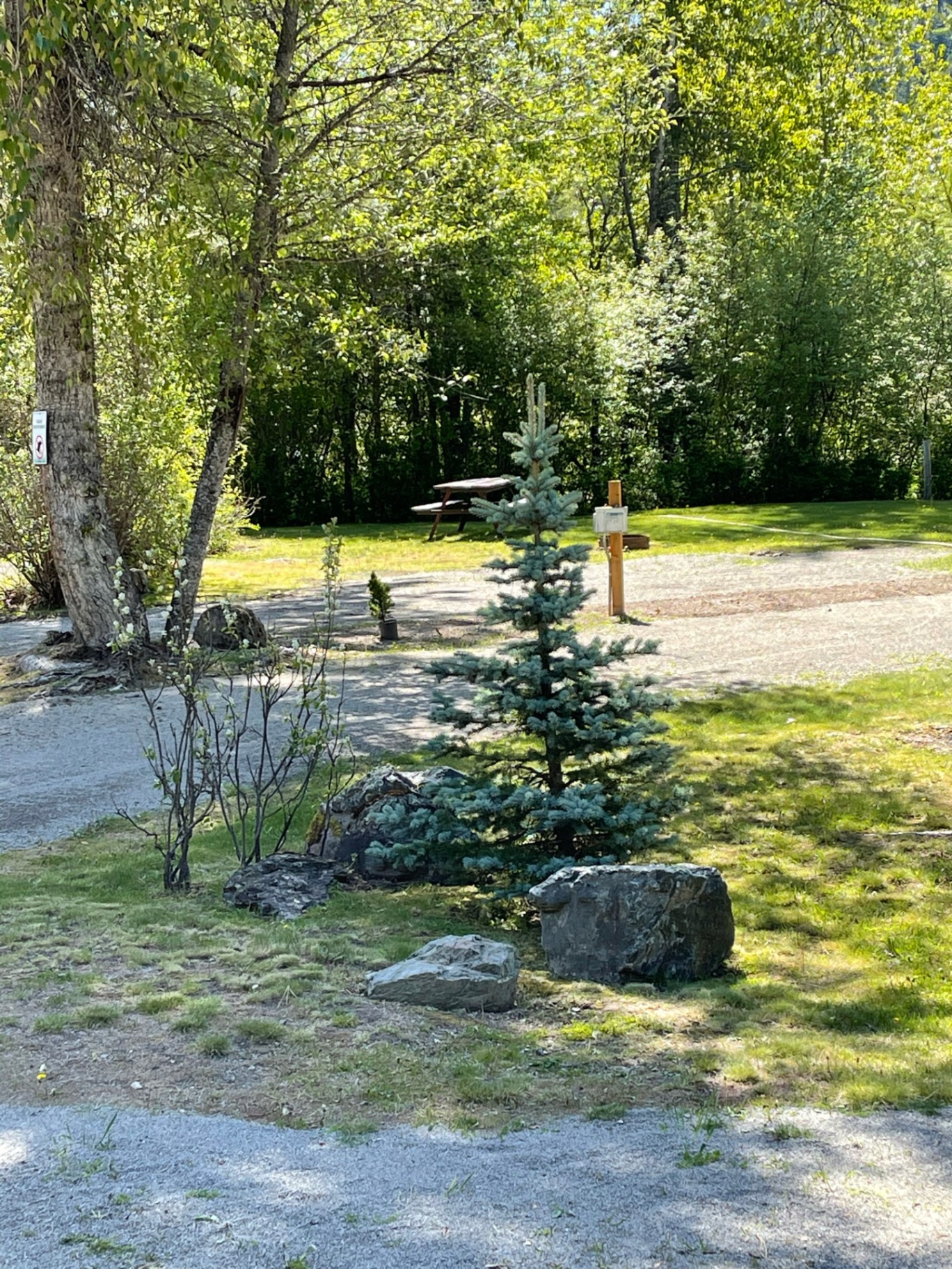 Young blue spruce tree with landscaping rocks beside a campsite pull-through