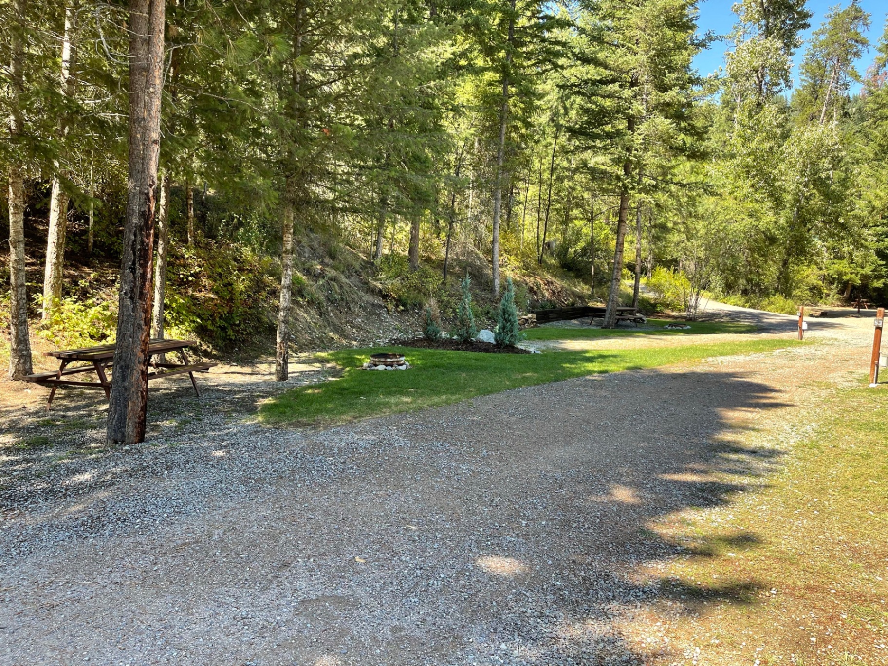 Empty wooded pull-through site with picnic table and fire ring tucked among tall evergreens